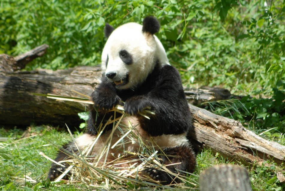 Panda at the National Zoo